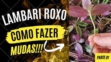 R Pido E F Cil Como Fazer Muda De Lambari Roxo Parte Youtube