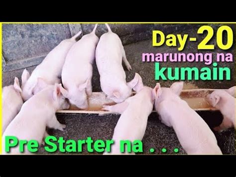 Day Alagang Biik Malakas Na Kumain Pure Feeds Pre Starter At