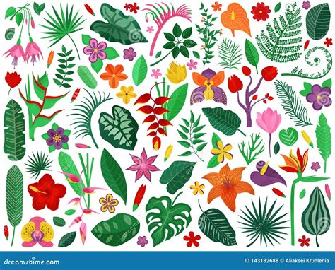 Rainforest Flowers And Leaves Collection Stock Vector Illustration Of