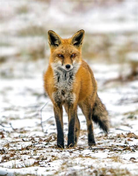 Red Fox Portrait Photograph By William Bitman