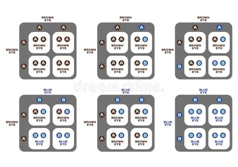 Genetic Eye Color Vector / Blue and Brown / Inheritance Stock Vector ...