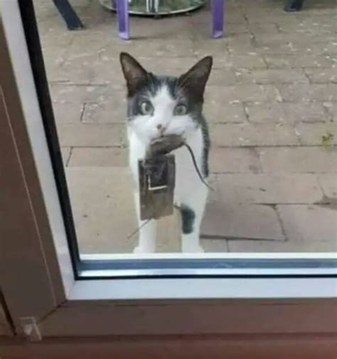 Lazy cat Blank Template - Imgflip