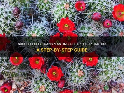 Successfully Transplanting A Claret Cup Cactus A Step By Step Guide