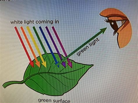 What is Absorption of Light? - Little to Great Scientists