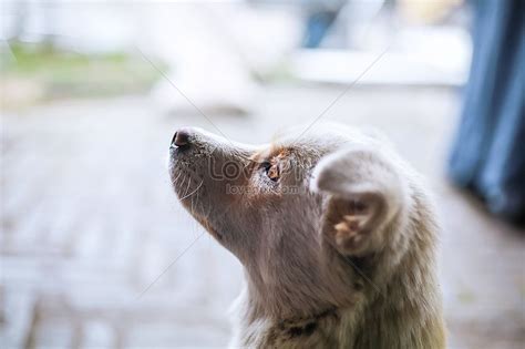 The Gaze Of A Dogs Gaze | Dog eyes, Cat photography, Dog photos