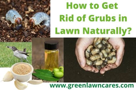 How To Get Rid Of Grubs In Lawn Naturally Green Lawn Cares