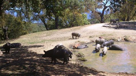 Tour du cochon ibérique dans la Sierra de Huelva Naturanda