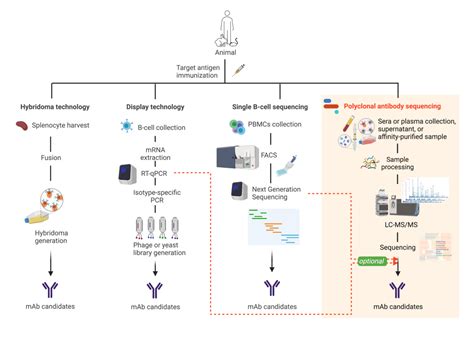 What Is Polyclonal Antibody Sequencing Rapid Novor