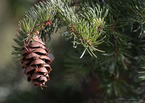 Douglas Fir Cone In Morning Light Mia Mcpherson S On The Wing Photography