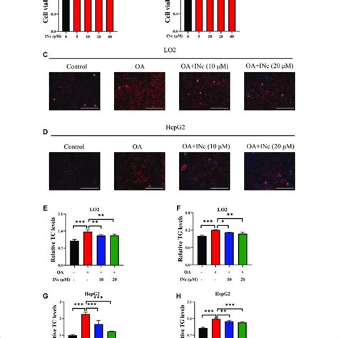 Bcatc Inhibition Alleviates Oa Induced Hepatic Steatosis Ab Lo2 And