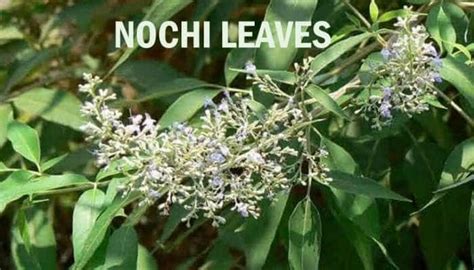 The Amazing Medicinal Benefits Of Nochi Leaf Herbal Leaves நொச்சி