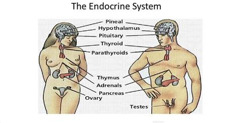 Endocrine System Introduction Structure And Functions Anatomy Notes