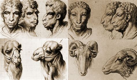 Physiognomy: The Human Face with Animal Qualities