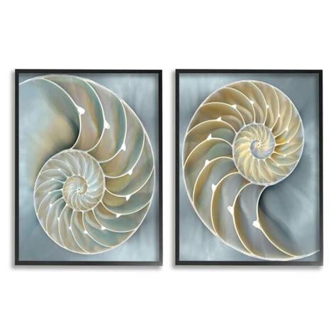 Rosecliff Heights Intricate Nautilus Interior Natural Geometric By Caroline Kelly Graphic Art