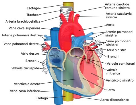 Cuore Umano Wikipedia