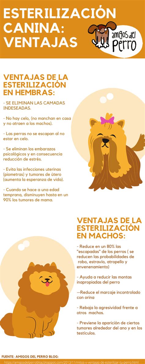 Ventajas De Esterilizar A Tu Perro