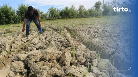 Nilai Tukar Petani Naik Pada Juni Ini Pemicunya