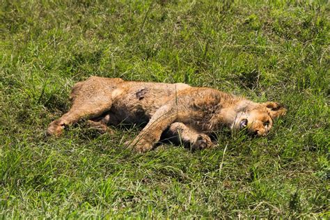 2 Lions Die After Being Poisoned 2024