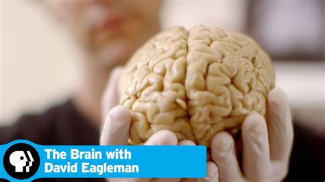 The Brain With David Eagleman Coming October 14 Pbs Brain Based