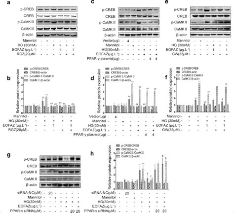 Eofaz Inhibited P Creb And P Camkii In Rmcs Induced By Hg Via