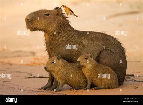 Capybara The Worlds Largest Rodent Adult With Young On Bank Of River