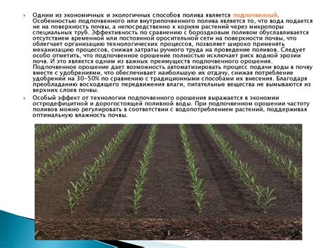 Орошение в овощеводстве - презентация онлайн