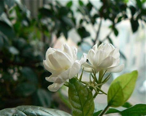 老花匠傳授養殖茉莉花的技巧，知道這幾點，你也能養好茉莉花 每日頭條