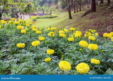 Yellow Mums Flowers Chrysanthemums in the Garden Stock Photo - Image of outdoor, chrysanthemum ...