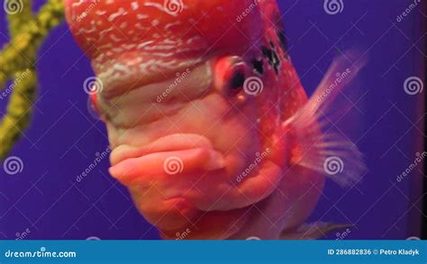 Beautiful Red Fish With Big Eyes Stock Footage Video Of Horn Deep