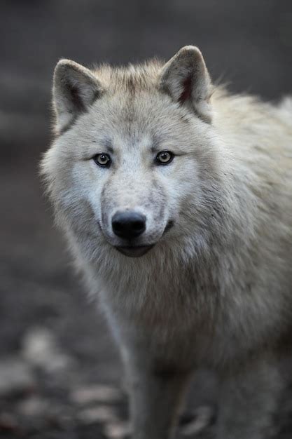 Lobo Rtico Canis Lupus Arctos Tambi N Conocido Como Lobo Polar O Lobo