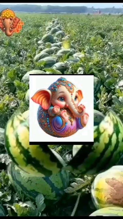 Ganpati Bappa Moriya 🙏🌹🙏🌿🌿💐🌿🌿💐🌿🌹ganesh Youtube