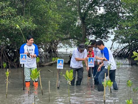 Jaga Kelestarian Lingkungan Acc Tanam Pohon Mangrove Di