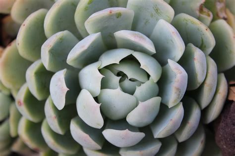 Free Images Flower Petal Green Botany Flora Close Up Macro