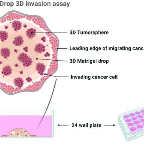 Axl Targeting Mir A Regulates Cell Invasion Migration And