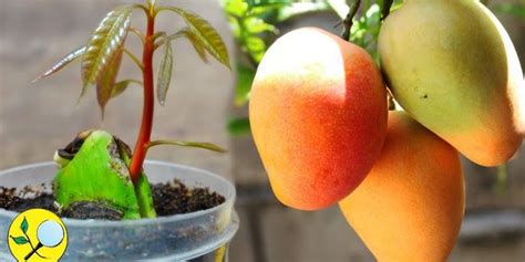 How To Grow A Mango Tree From Seed Step By Step Guide To Cultivating