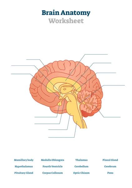 Brain Functions Vector Illustration Labeled Explanation Organ Parts