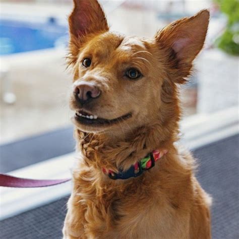 Cannoli - Contest Entry #102277 - Modern Dog Magazine