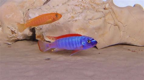 Labeotropheus Trewavasae Thumbi West Red Top F1 Youtube