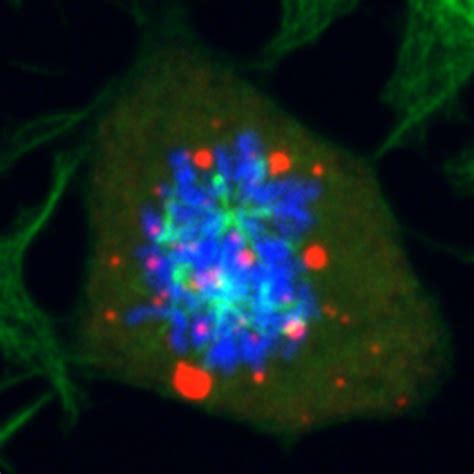 New Control Of Cell Division Discovered