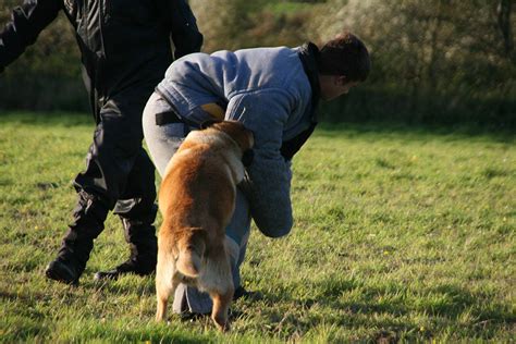 train  security dog norwich dog training school
