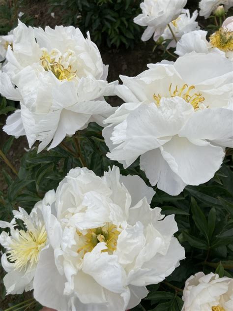 Peony Root Miss America Peonies At Glencoe Farms