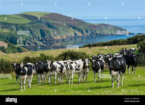 Domestic Cattle Holstein Friesian Type Dairy Cows Herd Standing In