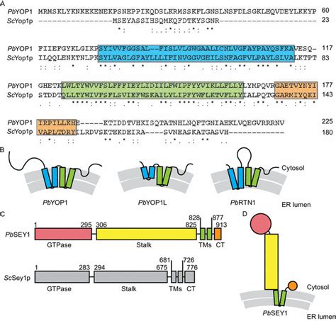 Identification Of Plasmodium Er Shaping Proteins A Sequence Download Scientific Diagram