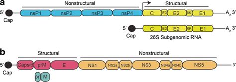 Alphavirus And Flavivirus Genome Organization A Alphavirus Full Length Download Scientific