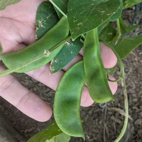 Lima Bean Plant Cultivation Features