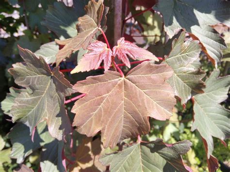 Acer Pseudoplatanus Spaethii Acer Pseudoplatanus Atropurpureum Acero Di