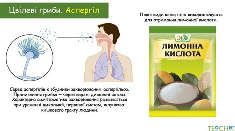 Гриби - сапротрофи. Цвілеві гриби. Дріжджі - презентация онлайн