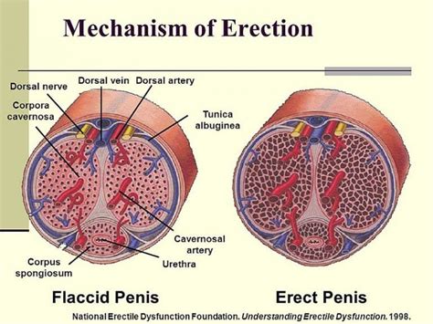 Coitus Male Response Female Response Teachmephysiology