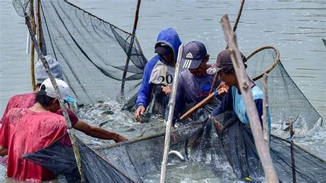 Produksi Budidaya Ikan Kabupaten Trenggalek Meningkat Januari Juni