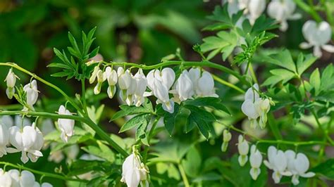 Lamprocapnos Spectabilis La Storia Le Origini Del Nome E Il